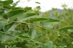 Cocculus hirsutus